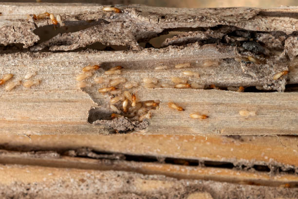 Best Ant Control Services  in Muniz, TX